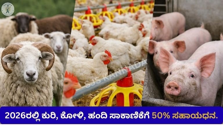 2026ರಲ್ಲಿ ಕುರಿ, ಕೋಳಿ, ಹಂದಿ ಸಾಕಾಣಿಕೆಗೆ 50%